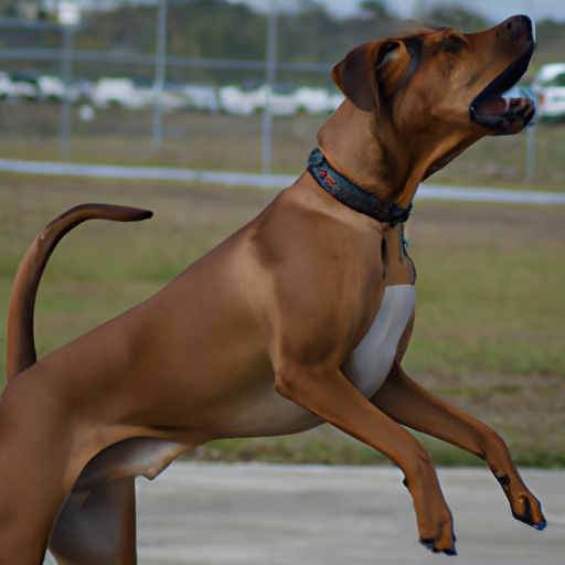 Canines' response to rhythm