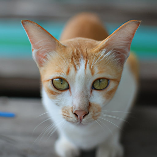 Eye Contact