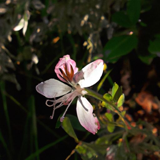 Garden Fairies (Flower)