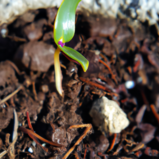 The Beginnings